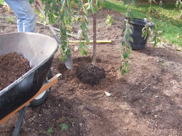 Planting a tree with compost