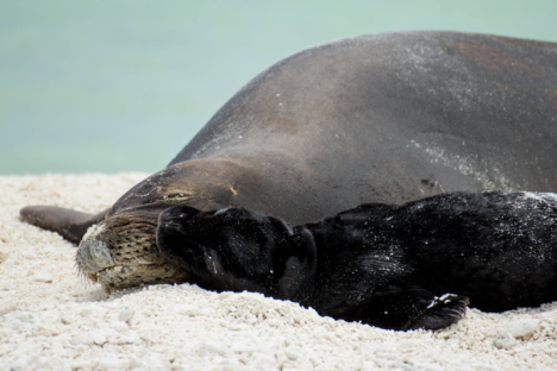 Volunteers (or researchers) observing seals through binoculars