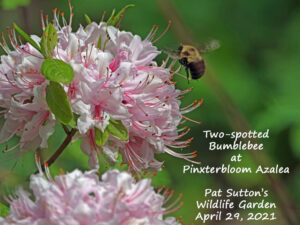 Beyond the Backyard: How to Cultivate a Wildlif...