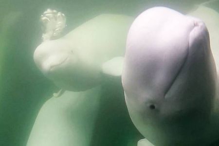 # Beyond the Beach: Ocean Adventures That Will Red...