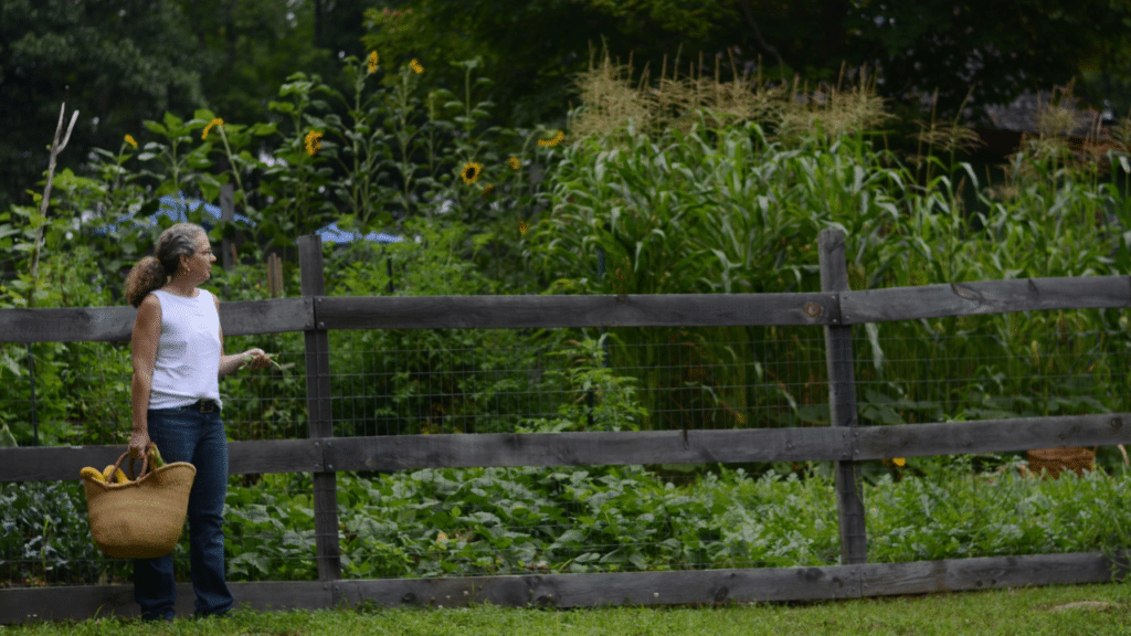 Lush green cover crop garden row