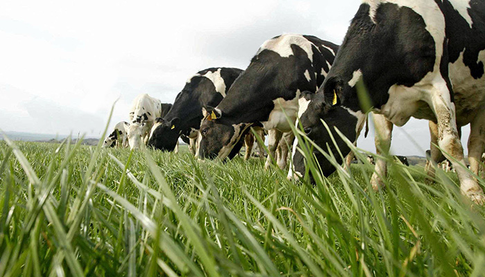 Beyond the Supermarket: Your Guide to Sourcing...