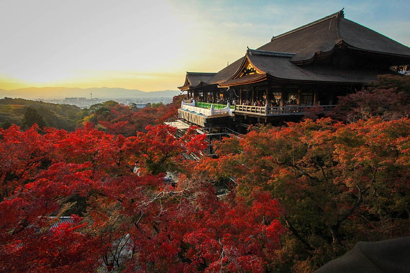 # Kyoto Koyo Season Travel: A History Professor's...