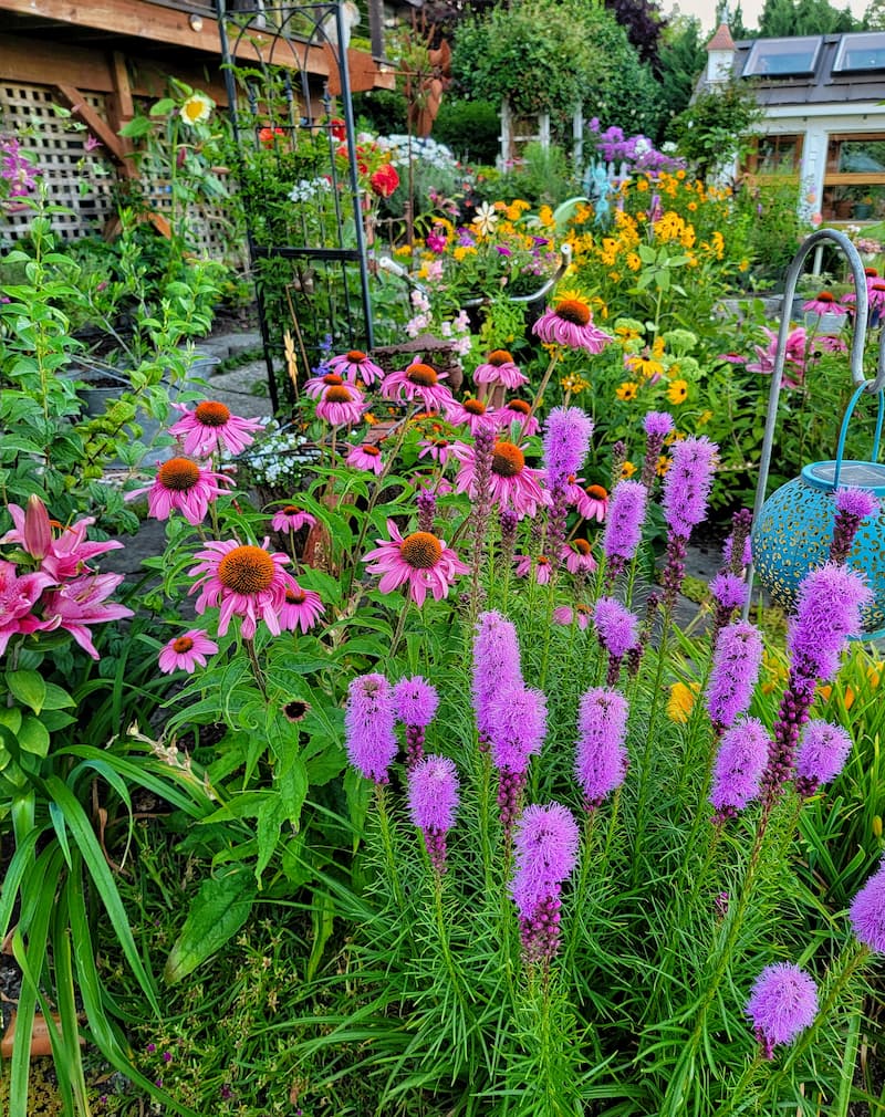 native flowering plants bee butterfly