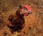 Happy family watching chickens backyard