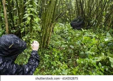 # Mountain Gorilla Trekking Rwanda: A Wildlife Fil...