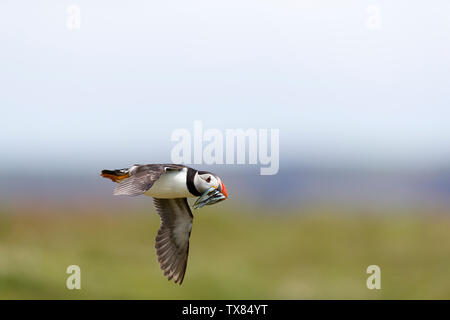 # Skokholm Island Stay: Solitude, Seabirds, and a...