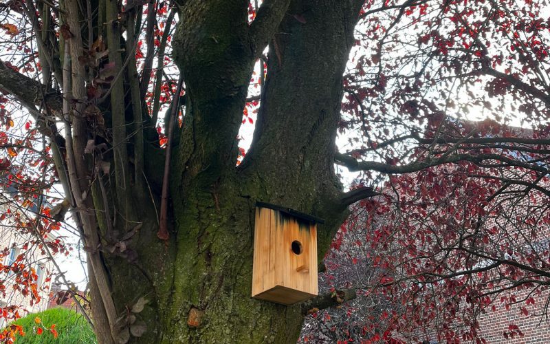 layered shrubs evergreen trees bird house