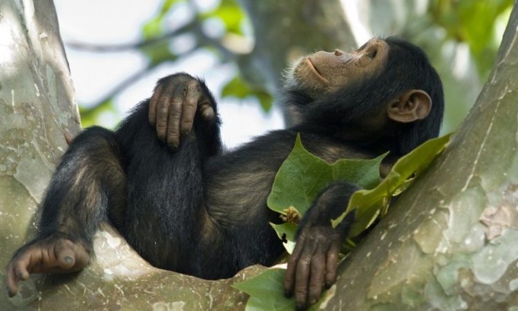 Chimpanzees grooming each other in their natural habitat in Nyungwe Forest.