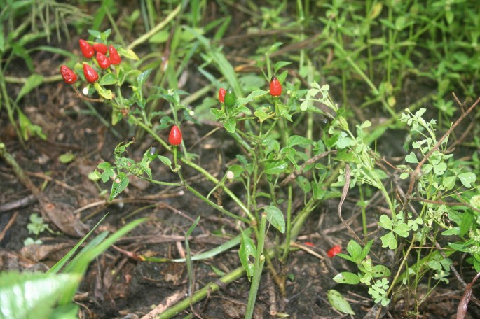 A family preparing food outdoors using traditional methods.