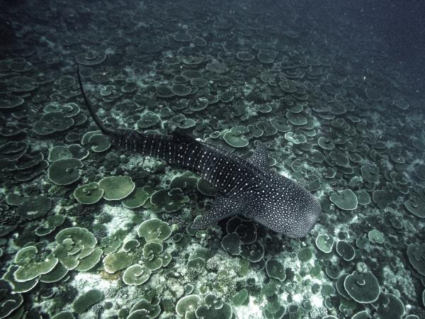a clear underwater shot of a snorkeler maintaining a respectful distance from a massive whale shark swimming nearby, illustrating a responsible interaction
