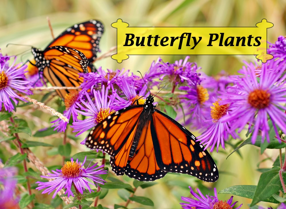 Buzzworthy Backyards: Designing a Pollinator Pa...