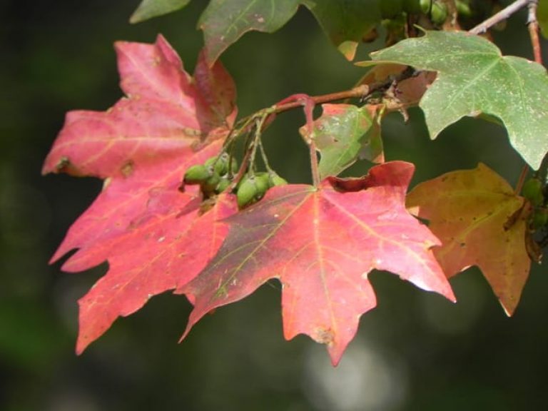 Emily photographing the Sabinal River in Lost Maples