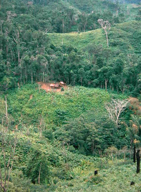 # Madagascar: A Primatologist's Return – Hope and...