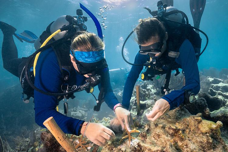 Volunteers attaching coral fragments to a reef structure underwater in the Florida Keys with Coral Restoration Foundation™