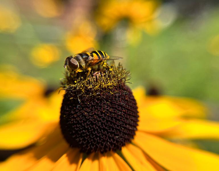 Attract All the Pollinators: A Garden Design...
