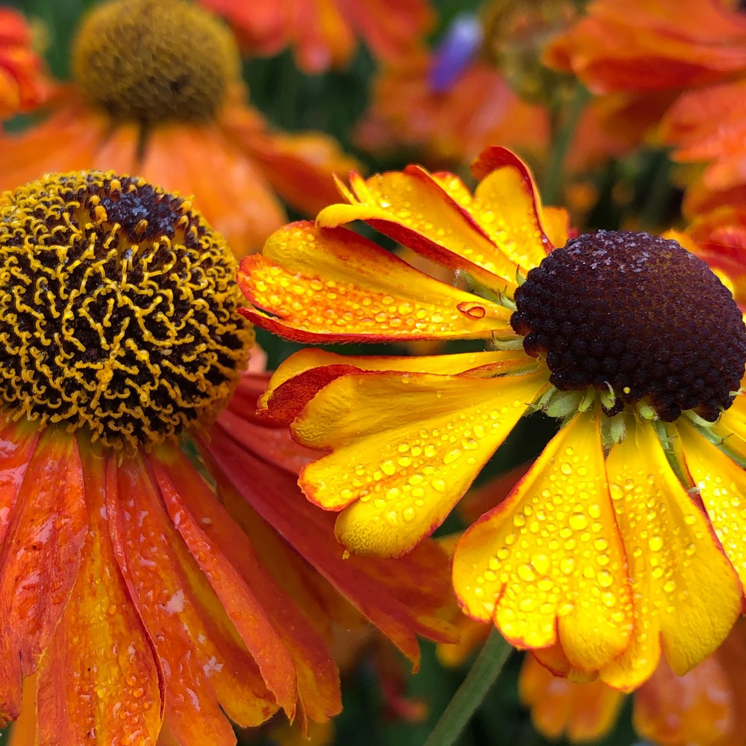 Saving the Bees, One Backyard at a Time: A Begi...