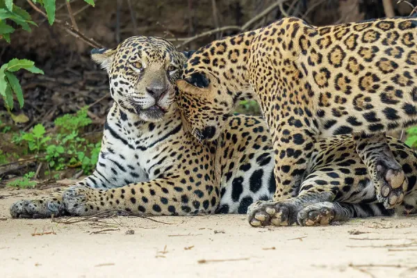 # Pantanal: Where Jaguars Reign

The Pantanal, the...