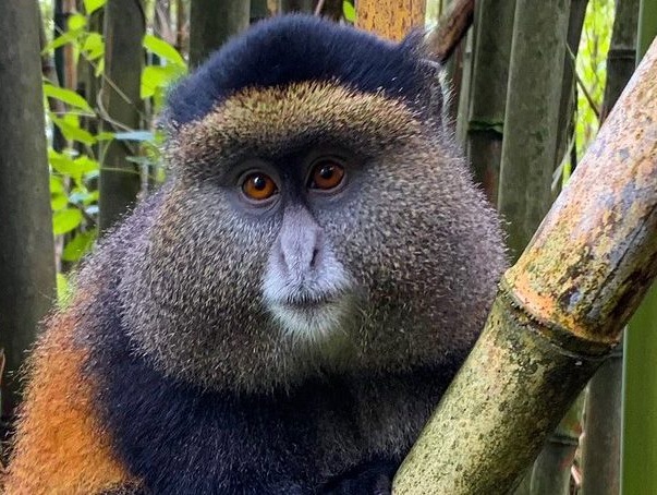 Golden monkey in Volcanoes National Park