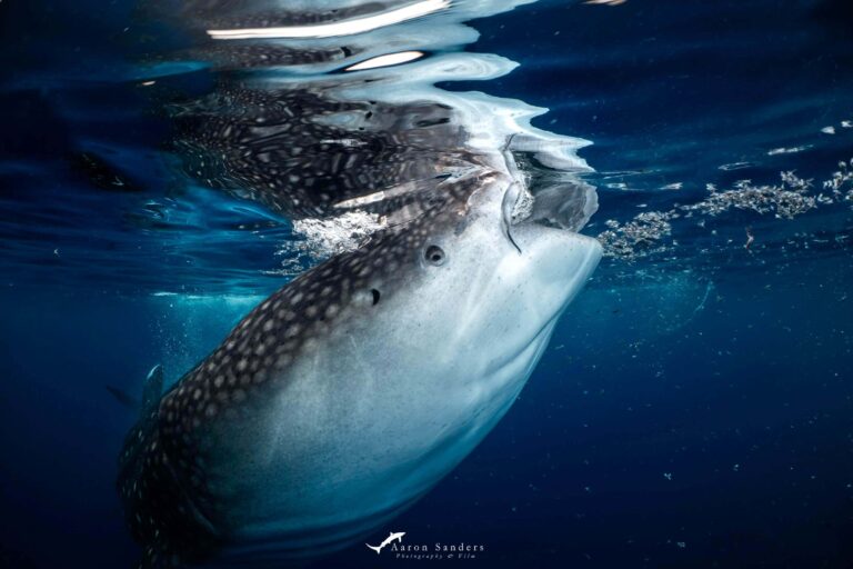 # Aquatic Edens: Three Water Destinations for Eco-...