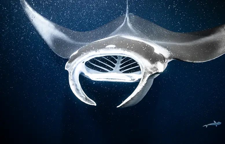 Great white shark approaching a cage