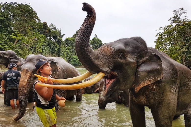 Ethical elephant sanctuary Thailand volunteer
