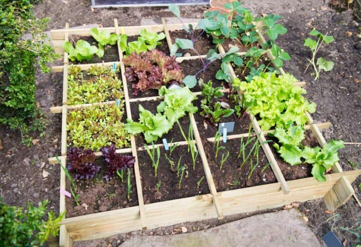 Seedlings growing indoors, ready to be transplanted into the cold frame
