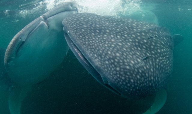 A pair of whale sharks swim in Cenderawasih Bay, Indonesia