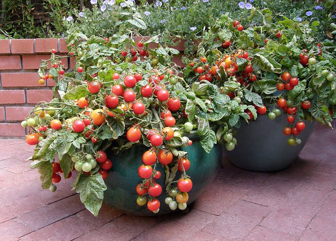 7 Easy Ways to Make Your Garden More Pollinator...