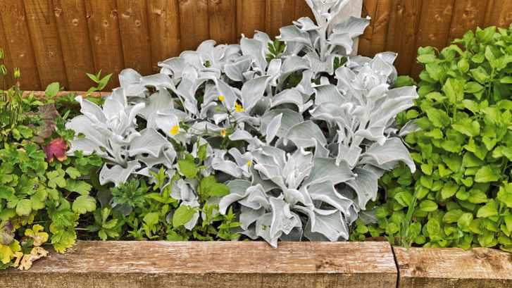 Garden herbs being moved into pots
