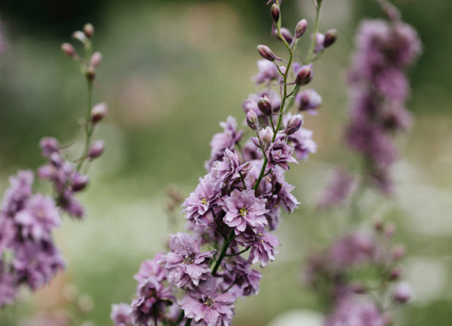 garden full various native plants blooming different seasons