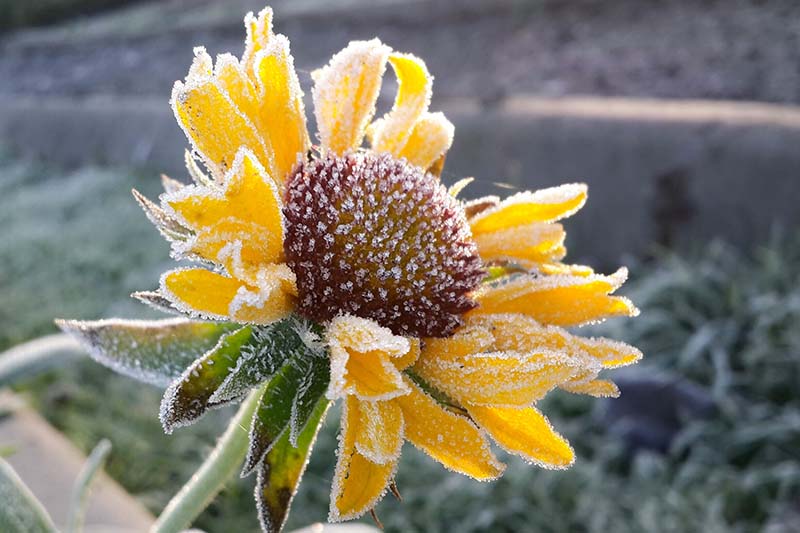 7 Easy Ways to Make Your Garden a Buzzing Backya...