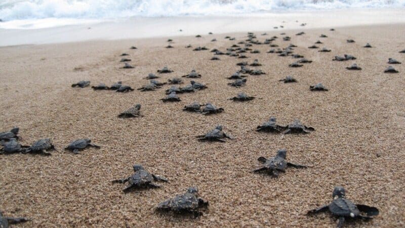 A family gently releasing baby turtles onto the beach at sunset, with visible emotion and excitement.