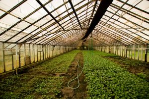 Beyond the Season: Building a Cold Frame for Ye...