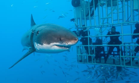 A Great White shark swims gracefully underwater near a cage diving vessel in Gansbaai, showcasing its power and beauty.