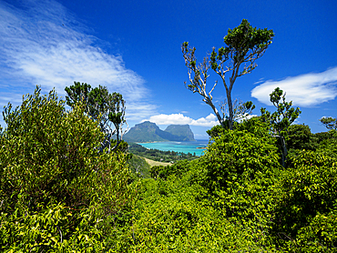 Negatarere on Mount Gower