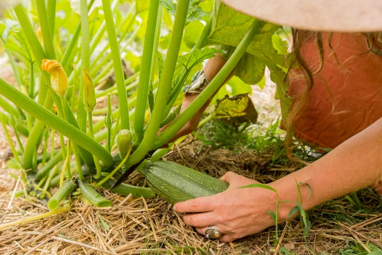 Root Cellar - Level Up Your Homestead: A Step-by...