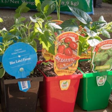 Container Salsa Garden