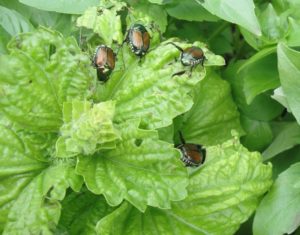 Buzzworthy Backyard: 7 Natural Ways to Attract...