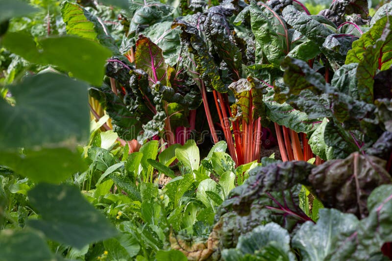 A variety of fresh organics homegrown heirloom swiss chard salad lettuce vegetable farmer garden food ingredient