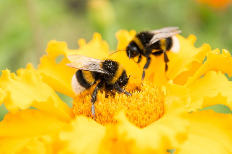 diverse blooming flowers natural insect hotel