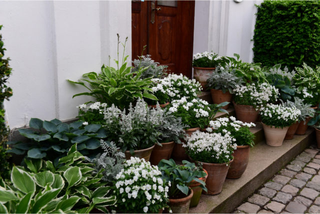 dwarf fruit tree backyard espalier