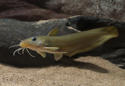 Buccaneer Archipelago