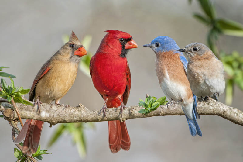 bird eating berries native shrub colorful