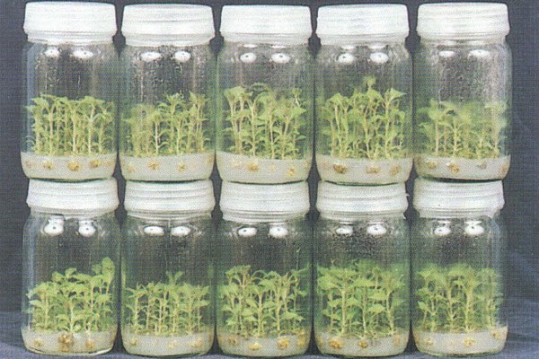 A close-up shot of various citrus peels (orange, lemon, lime) soaking in a jar of white vinegar, showcasing the initial stages of creating citrus-infused vinegar cleaner.