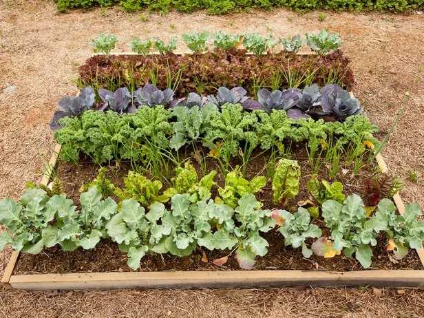 A garden bed with newly planted seedlings