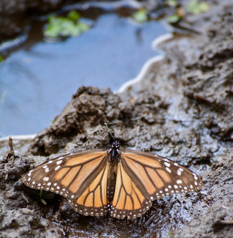 Quench Their Thirst: DIY Pollinator Water Featu...