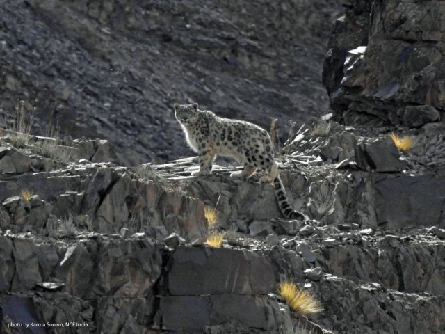 # In Pursuit of the Snow Leopard: A Himalayan Adve...