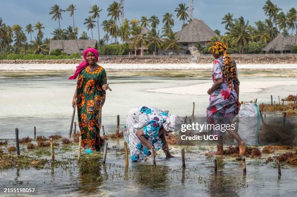 A traditional white sailed dhow sailing on the turquoise waters of Zanzibar during sunset.