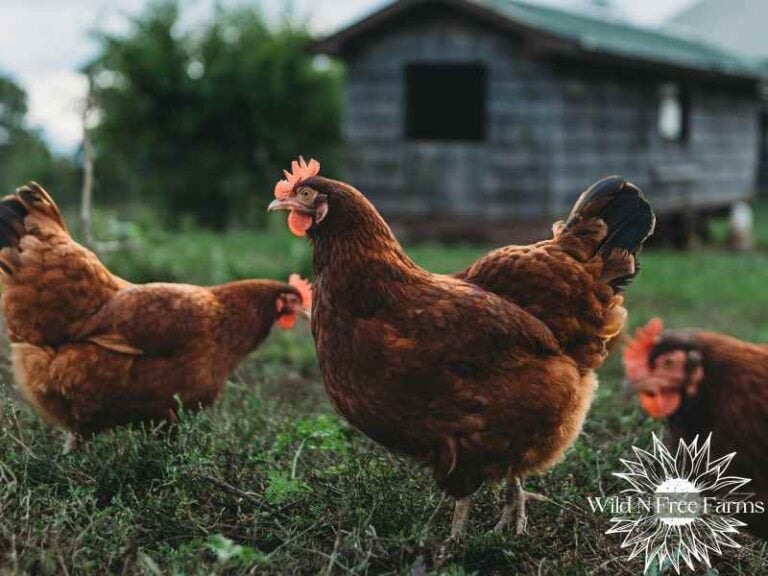 Image of starting a homestead